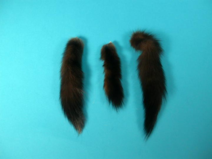 Sable Tail 