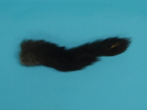 Australian Opossum Tail 