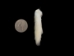 Ermine Tail: Small White (No Black Tip) - 18-20-SWH (Y2L)