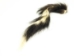 Skunk Tail - 18-SK-M (Y2NRL)