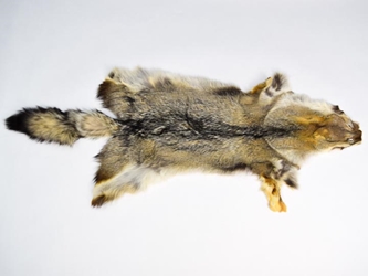 Argentine Gray Fox Skin: Assorted 
