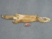 Craft Grade Red Fox Skin: Assorted - 180-03-CR-AS (Y1KWR)