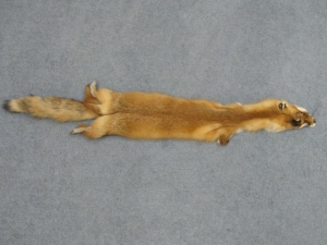 Craft Grade Red Fox Skin: Assorted 