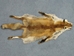Red Fox Skin with Feet: Assorted - 180-03-WF-AS (Y1K)(Y2F)(Y2K)(Y3M)