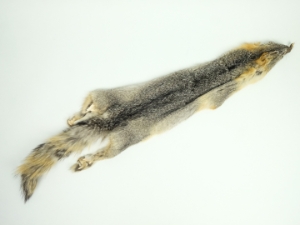 Craft Grade American Gray Fox Skin: Assorted 