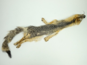 Reject Grade American Gray Fox Skin: Assorted 