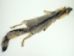 Trading Post Grade American Gray Fox Skin: Assorted - 180-08-TP-AS