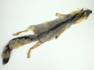 Trading Post Grade American Gray Fox Skin: Assorted 
