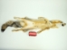 American Gray Fox Skin with Feet: Assorted - 180-08-WF-AS (Y2F)(Y2LWR)