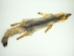 American Gray Fox Skin with Feet: Assorted - 180-08-WF-AS (Y2F)(Y2LWR)