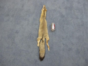 Trading Post Grade Swift Fox Skin 
