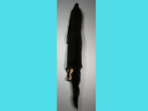 Fisher Skin without Feet 