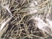 Unwashed North American Porcupine Quills: 1-oz. Bag - 184-02 (Y1K)