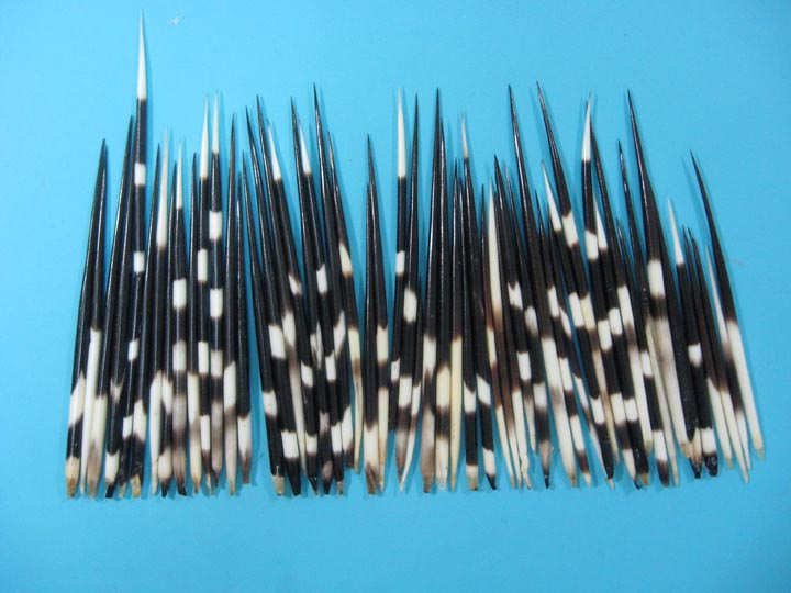 African Porcupine quills