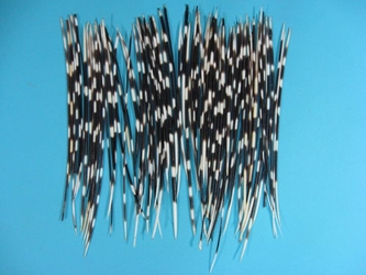 African Porcupine Quill: B-Grade Thin: Assorted 