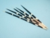African Porcupine Quill: #1: Large (9"-12") - 184-02L (Y3JRN)
