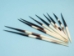 African Porcupine Quill: #1: Medium (5"-9") - 184-02M (Y3JRR)