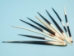 African Porcupine Quill: #1: Small (3"-5") - 184-02S (Y2HC10)