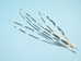 African Porcupine Quill: #1: Ultra Thin - 184-02UT (F8)