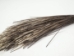 African Porcupine Hair (oz) - 184-03 (Y2KC12)