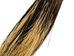 North American Porcupine Hair (oz) - 184-H1 (B1)