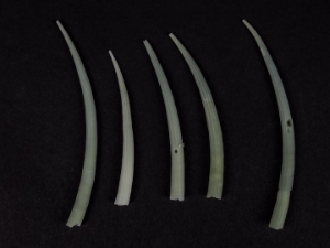 Dentalium Aprinum dentalia, tusk shells