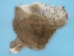 Scrappy Rabbit Skin: Mixed Natural Colors - 188-08N (Y2ERF)