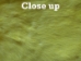 Dyed Trading Post Rabbit Skin: Fluorescent Yellow - 188-TPFY (Y1IRJ)