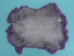 Dyed Trading Post Rabbit Skin: Purple - 188-TPPP (Y1I)