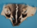 Badger Face: #1/#2 - 19-01-#1/2 (Y2DRO)