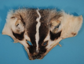 Badger Face: #1/#2 