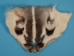 Badger Face: #3 - 19-01-#3 (Y1LC03)