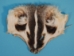 Select Grade Badger Face - 19-01-SEL (Y1LC05)