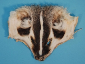 Select Grade Badger Face 