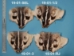 Badger Face: #3 - 19-01-#3 (Y1LC03)