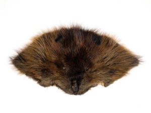 Beaver Face 