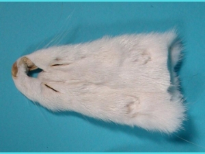 Mink Face: White 