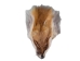 Red Fox Face: #3 - 19-04-06-#3 (Y1JRR)