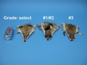 Select Grade Red Fox Face 