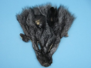 Indigo Fox Face 