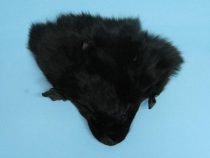 Dyed Fox Face: Black 