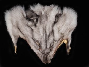 Blue Fox Face 