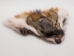 Reject Grade American Gray Fox Face - 19-04-RJ-01 (Y2I)