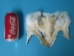 White Shadow Fox Face - 19-04-WS (Y3LRQ)