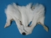 White Shadow Fox Face - 19-04-WS (9UL2)