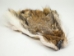 Coyote Face: #1/#2 - 19-05-#1/2 (Y3JRC)
