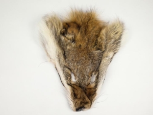 Coyote Face: #1/#2 