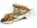 Select Grade Coyote Face - 19-05-SELECT (Y3LRX)