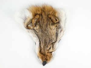 Select Grade Coyote Face 