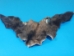 Moose Head Pieces - 19-09 (Y2FRP)